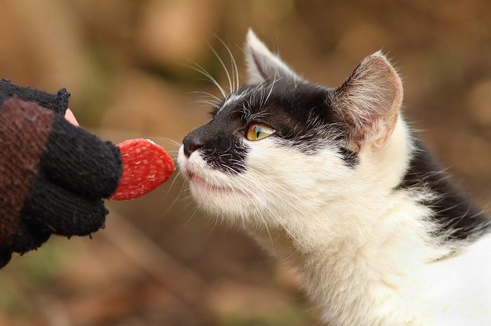 Un gatto curioso si imbatte in una fetta di salame, suscitando interesse per cibi insoliti.