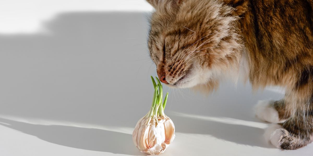 Immagine che cattura un gatto vicino all'aglio, richiamando l'attenzione sui potenziali pericoli dell'aglio per i felini