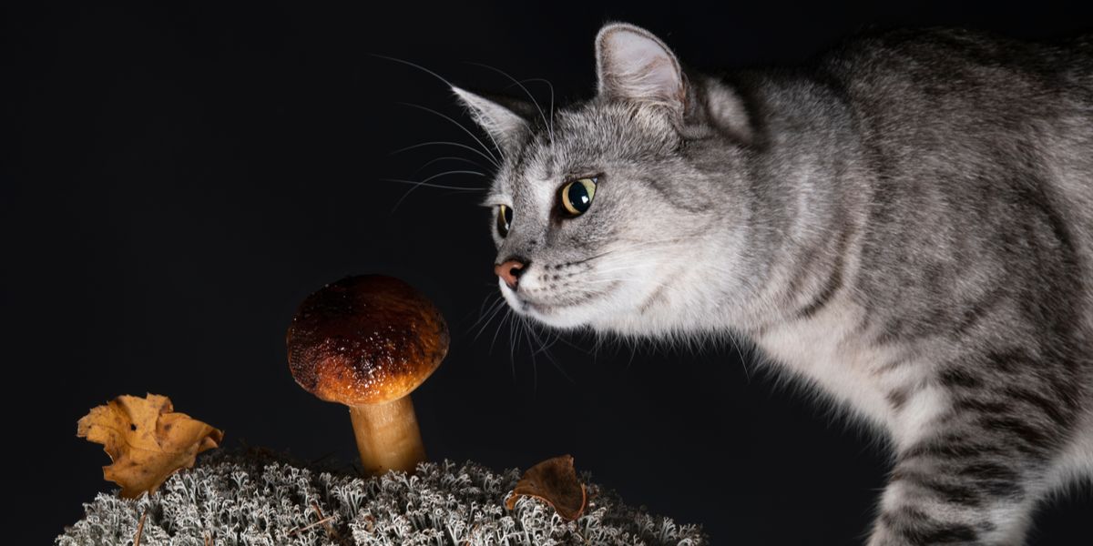 Un'immagine raffigurante un gatto e un fungo, che solleva preoccupazioni sui potenziali pericoli di alcuni funghi per la salute dei felini