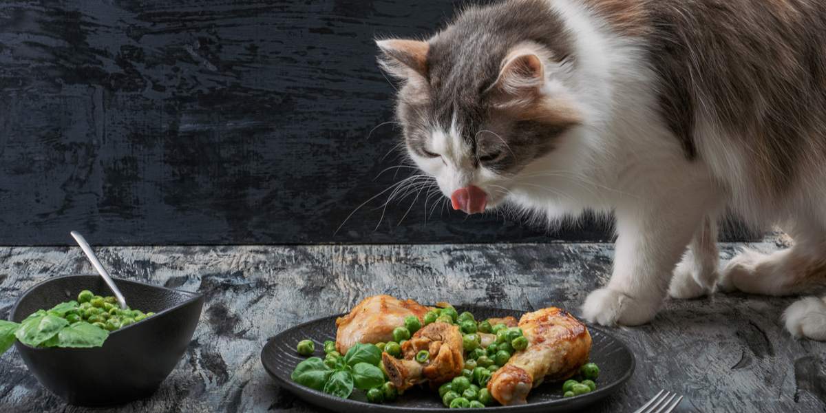 Gatto soddisfatto che si gusta un pasto a base di tacchino.