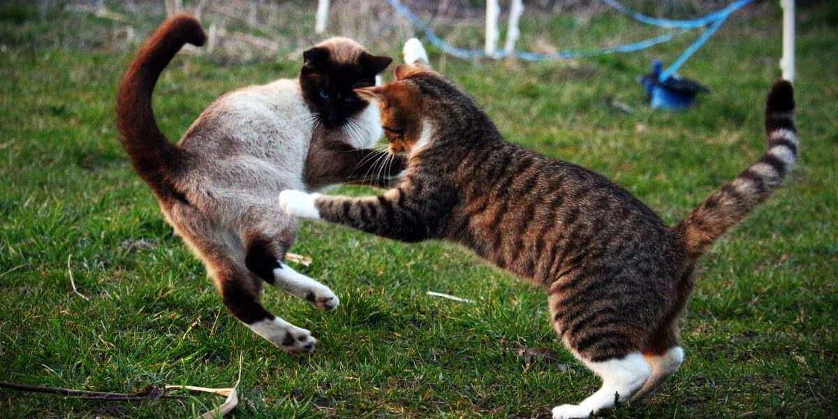 L'immagine sembra raffigurare un gatto che mostra segni di aggressività o disagio nei confronti di un altro gatto.