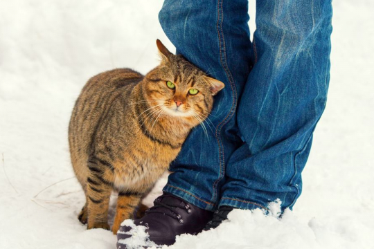 Cosa significa quando un gatto si strofina contro di te?