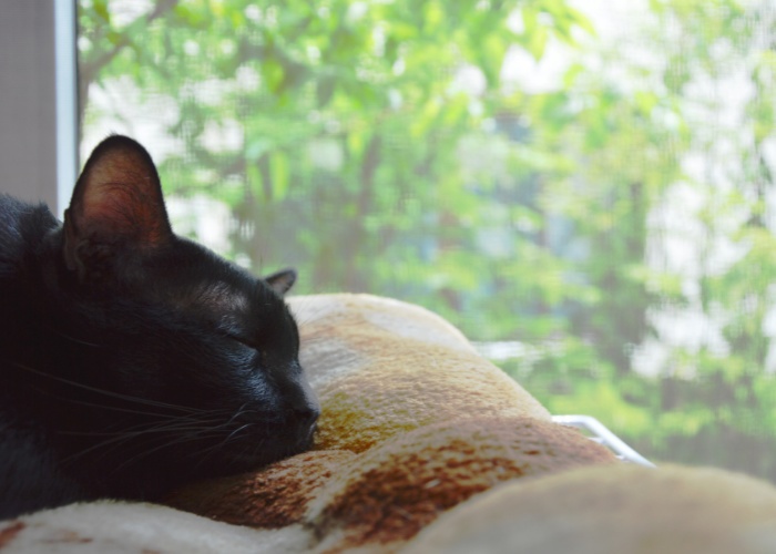 Immagine di un gatto contento che fa un pisolino tranquillo vicino a una finestra