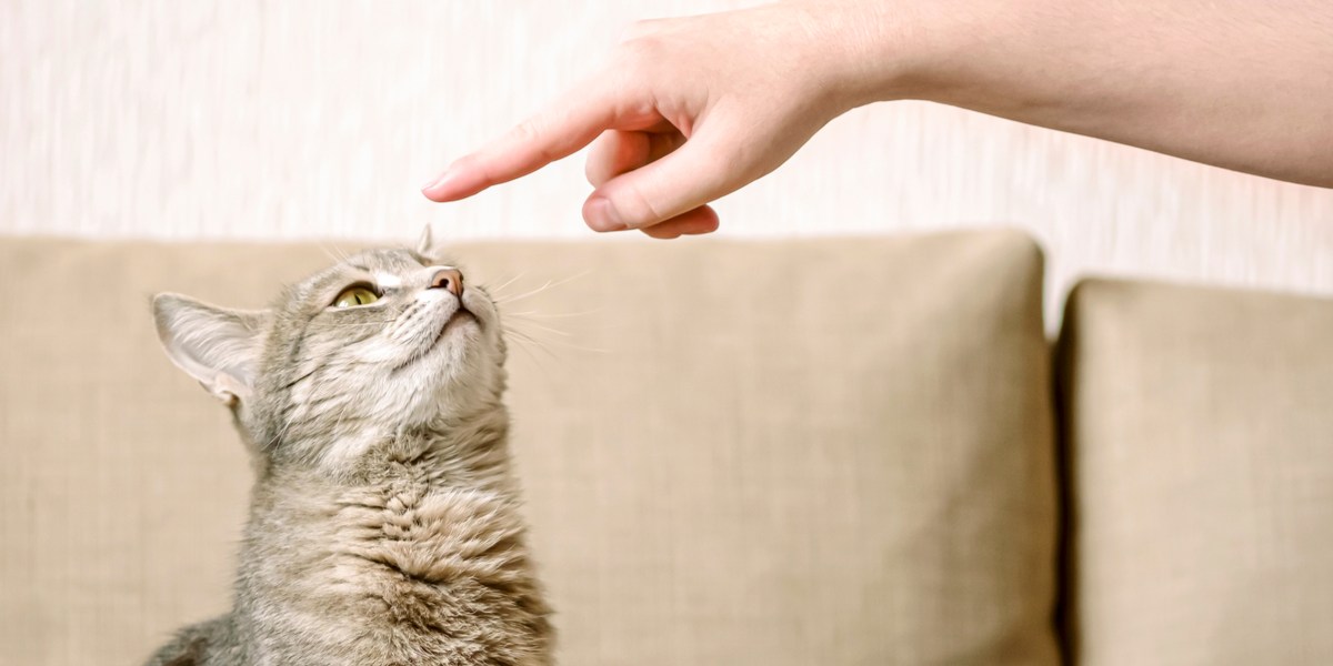 Immagine raffigurante l'addestramento di un gatto in corso.