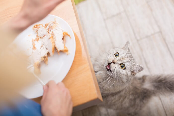 Gatto soddisfatto con una coscia di tacchino, che si gode un gustoso banchetto felino.