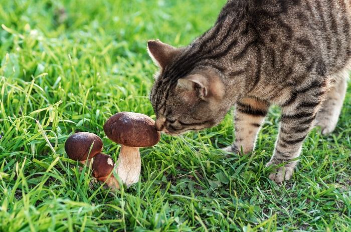 Un'immagine che mostra un gatto vicino ai funghi, evidenziando l'importanza di essere cauti riguardo ai tipi di funghi presenti nell'ambiente di un gatto