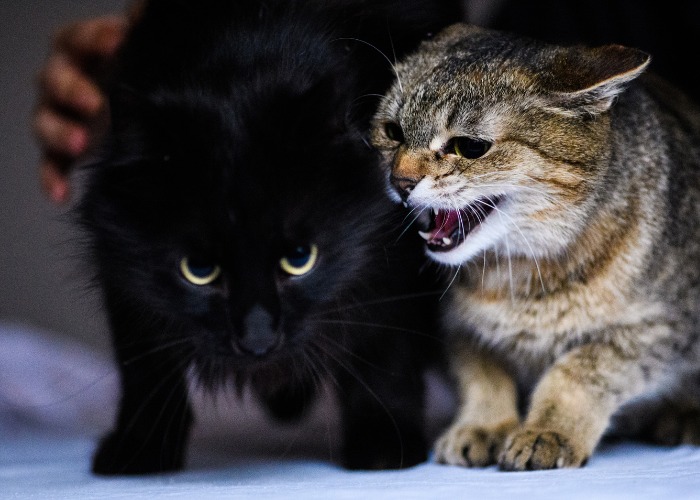 L'immagine sembra mostrare due gatti che mostrano segni di rabbia o aggressività l'uno verso l'altro.