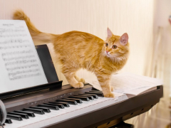 An image discussing whether cats like music.