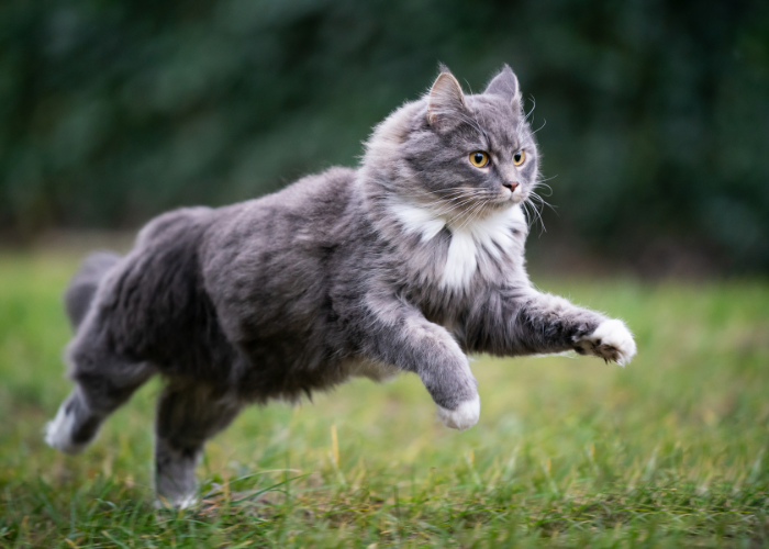 gatto che corre in giardino