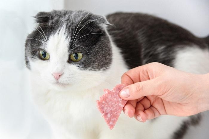 Illustra i potenziali pericoli derivanti dal consumo di salame da parte dei gatti, sottolineando importanti precauzioni dietetiche.