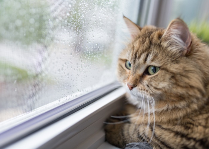 Gatto che guarda tristemente fuori dalla finestra