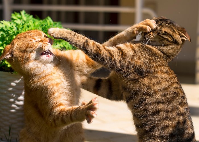 Due gatti soriani impegnati in una giocosa lotta.