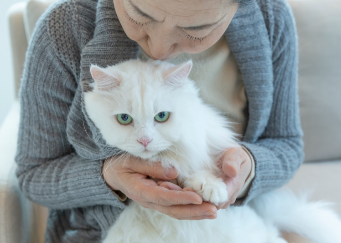 adottare un gatto con bisogni speciali