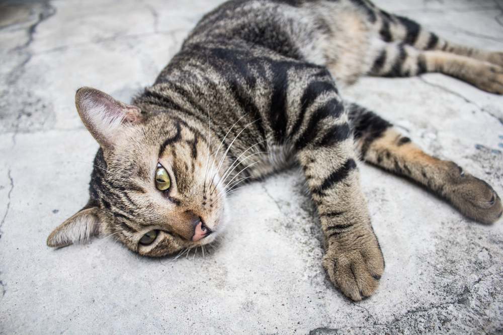 Il gatto Bobtail americano si sdraiò