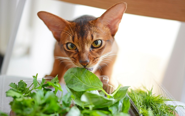 Immagine accattivante di un gatto che si gode un boccone di foglie di basilico