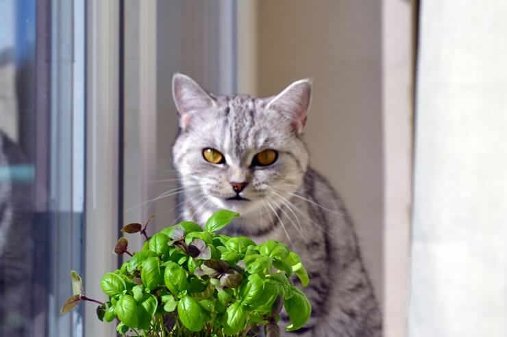 Compagno felino con un rametto di basilico