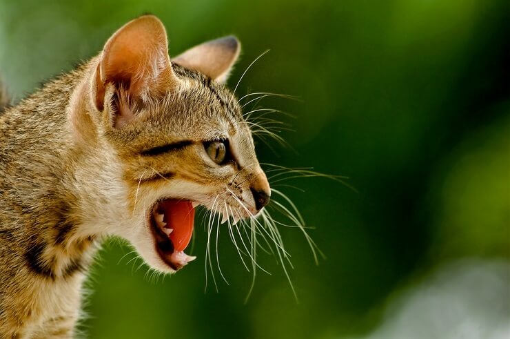 Un'immagine che ritrae un gatto che emette un suono ringhiante, mostrando un atteggiamento difensivo e aggressivo.