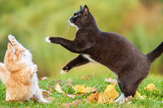 Come aiutare i gatti ad andare d'accordo?