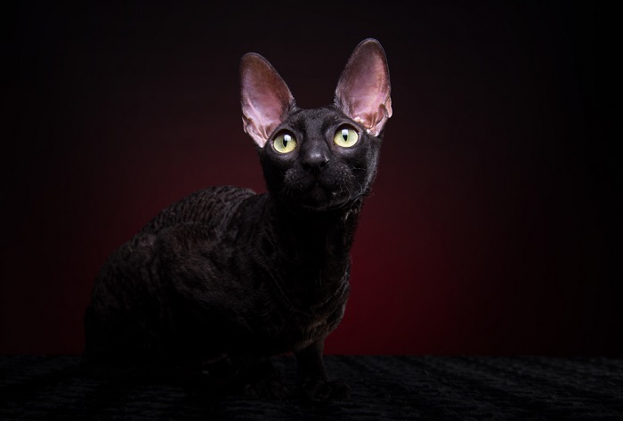 Gatto Cornish Rex con il suo caratteristico mantello ondulato e gli occhi espressivi, che catturano l'aspetto distintivo della razza e la personalità vivace che la contraddistingue nel mondo dei compagni felini