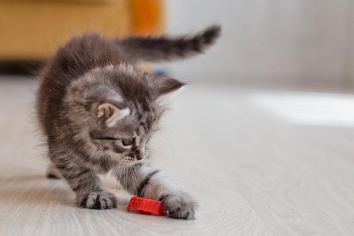 perché i gatti camminano come un granchio?