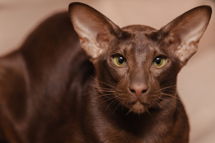 Immagine di un gatto orientale a pelo corto, noto per il suo corpo snello e le grandi orecchie, seduto con grazia e che emana un'aria di raffinatezza ed eleganza.