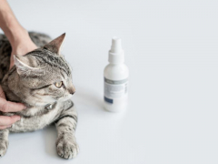 Antifungal treatment for cats, highlighting the use of medications to combat fungal infections in feline health.