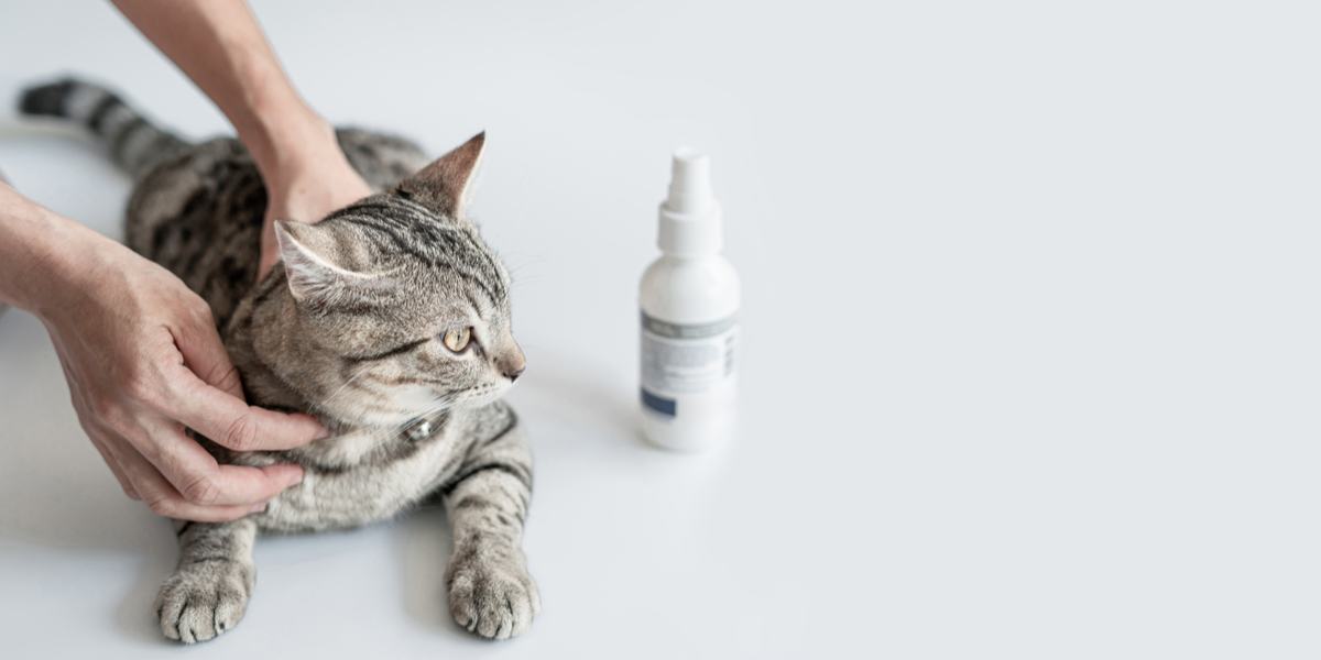 Trattamento antimicotico per gatti, che evidenzia l'uso di farmaci per combattere le infezioni fungine nella salute felina.