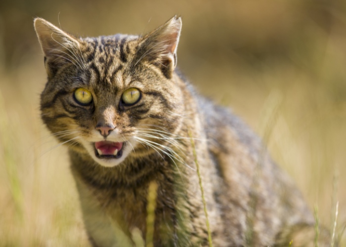 Gatto con la testa grande