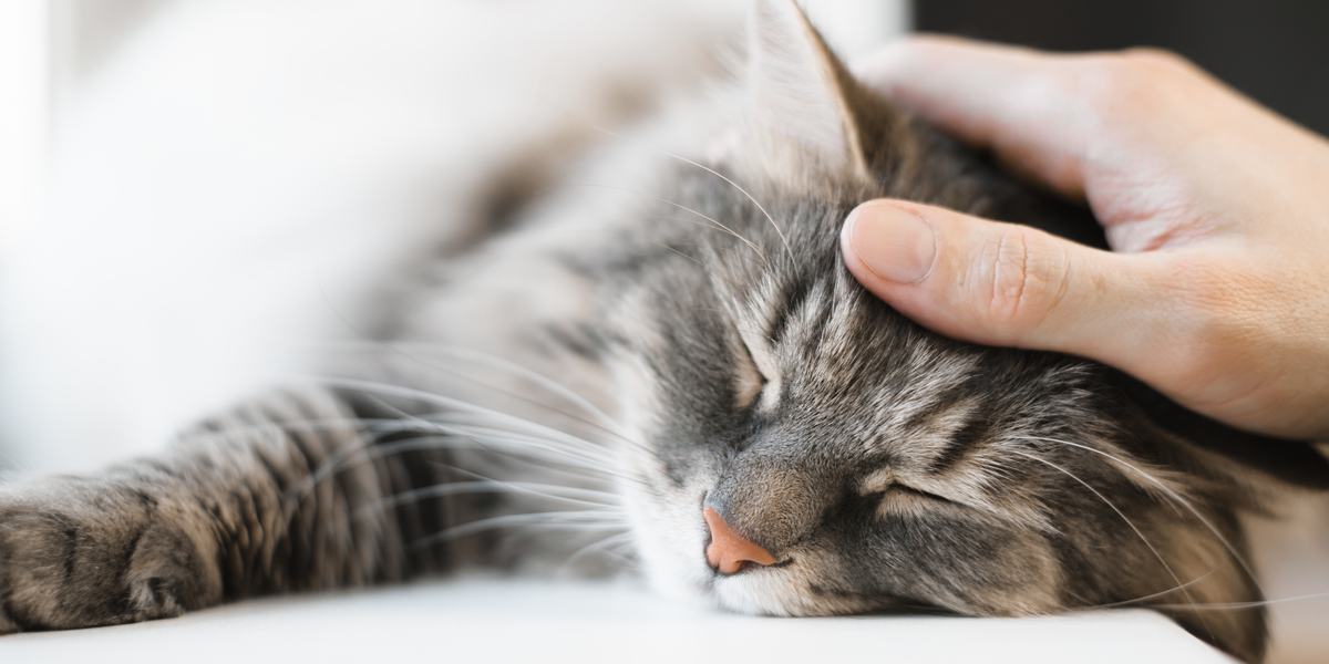 Gatto sereno e tranquillo che riposa pacificamente, emanando un senso di calma e relax nell'ambiente circostante.