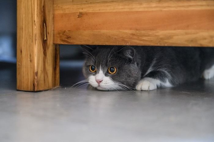 Immagine che ritrae un gatto impegnato in un gioco a nascondino, evidenziando la sua natura giocosa ed esplorativa.