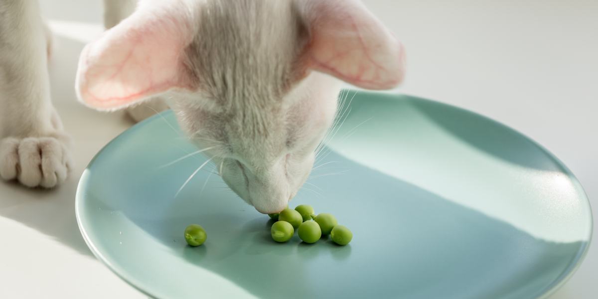 Immagine raffigurante un gatto e fagioli, che mostra l'interazione giocosa di un felino con i fagioli