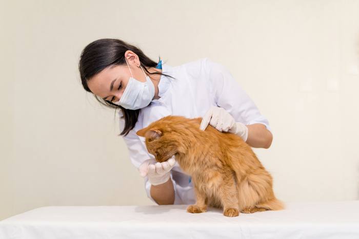 Immagine di un gatto a cui il suo padrone somministra un medicinale, a sottolineare l'importanza di una corretta cura degli animali domestici e di un trattamento medico.