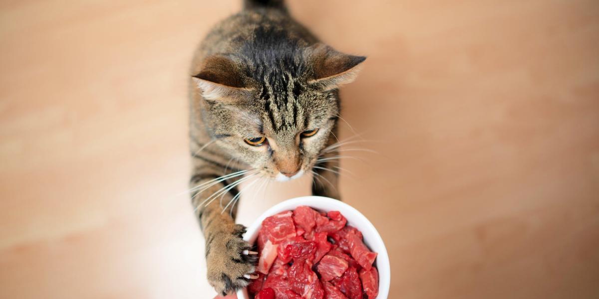 Un gatto curioso si imbatte in carne cruda, suscitando curiosità sulle diete primordiali.