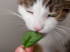 Playful cat with a curious gaze exploring a bunch of fresh spinach.