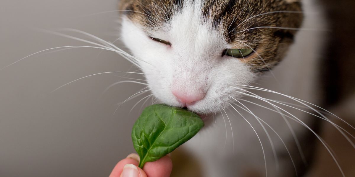 Gatto giocoso con sguardo curioso che esplora un mazzo di spinaci freschi.