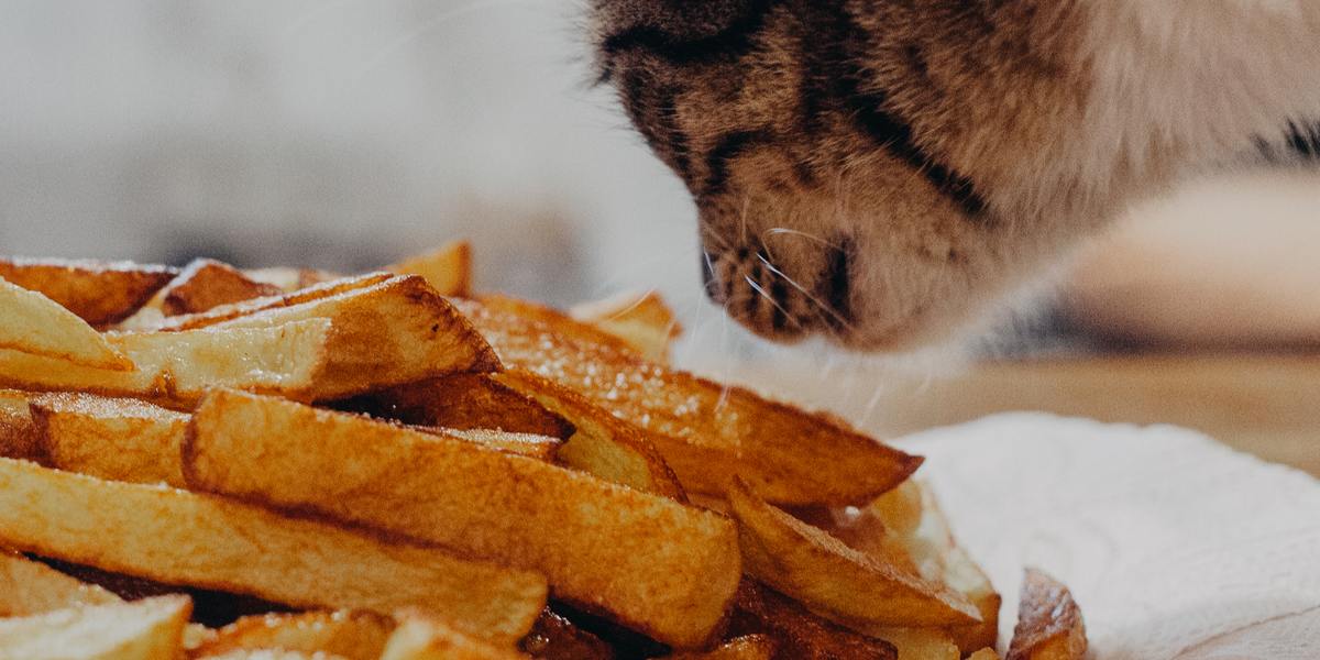 Un adorabile gatto soriano arancione annusa con curiosità una patata dolce cotta, mostrando una commovente interazione tra la curiosità felina e un alimento sano.