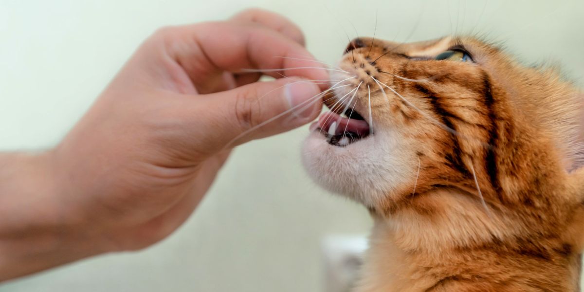 Un'immagine accattivante che ritrae un gatto con una varietà di dolcetti.