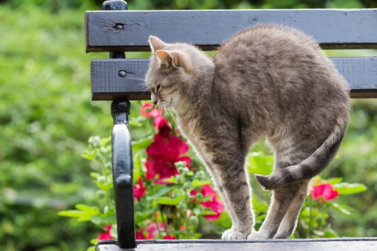 Perché i gatti inarcano la schiena? Le 8 Ragioni principali