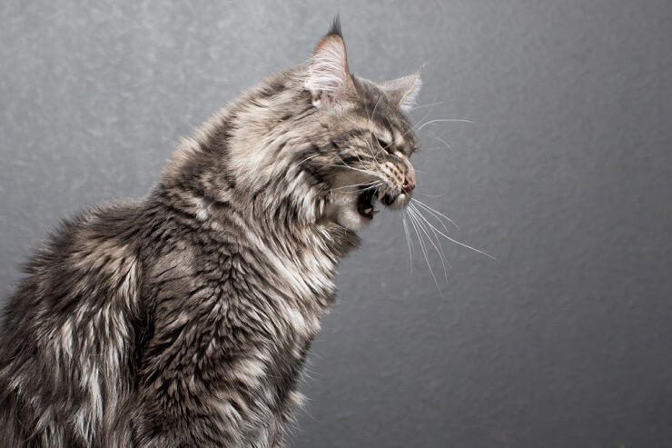 Un gatto grigio dall'aria tesa che mostra i denti e ringhia, mostrando segni di agitazione o di atteggiamento difensivo, forse senza una ragione apparente.