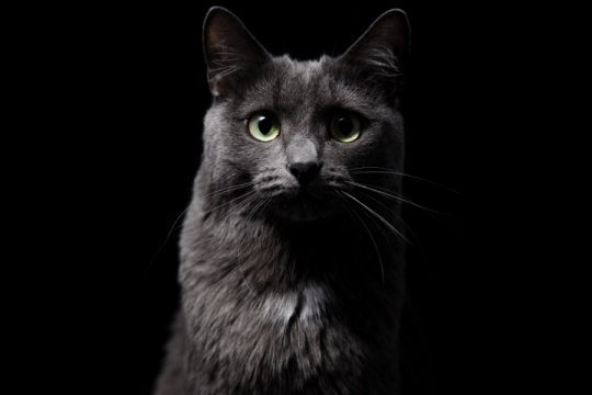 I gatti riescono a vedere al buio?