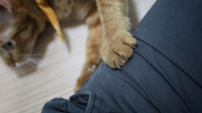 Dolce immagine di un gatto che massaggia le gambe del suo padrone, a dimostrazione dell'intima connessione e della soddisfazione tra il gatto e il suo compagno umano.