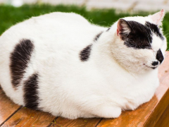 Amusing image of a cat sitting in the 'loaf' position, with tucked paws and a composed expression, showcasing a classic feline pose.