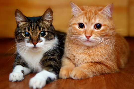 Uno studio dimostra che i gatti possono riconoscere i nomi degli altri gatti