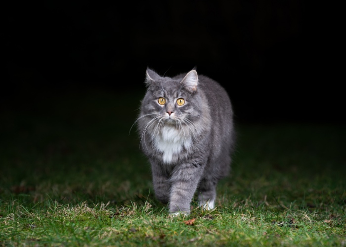 Un gatto che passeggia all'aperto di notte, illuminato dalla luce della luna.