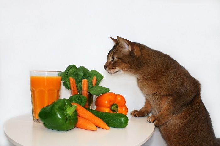 Scena colorata che ritrae un gatto accanto a un'arancia e un mazzo di spinaci.