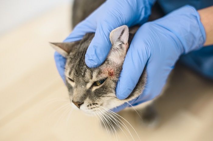 allergia al cibo per gatti