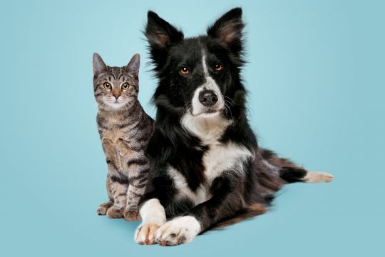 I gatti sono più intelligenti dei cani? Gli scienziati hanno finalmente la risposta