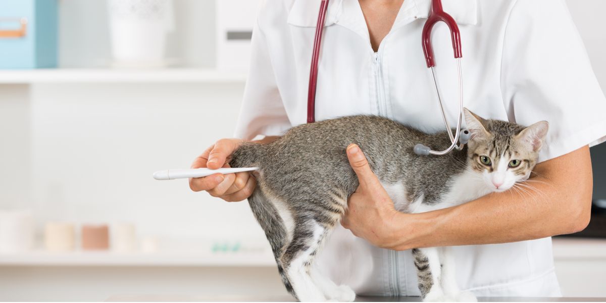 Una persona misura la temperatura a un gatto, durante una visita veterinaria.