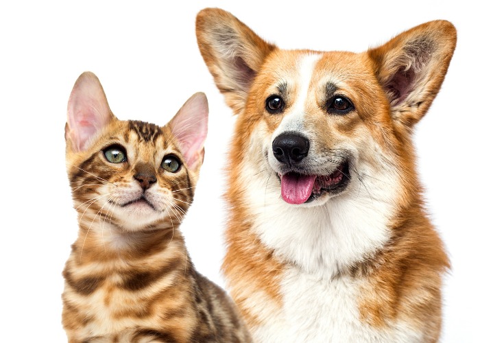 Un corgi e un gattino interagiscono giocosamente, incarnando un'adorabile amicizia tra specie diverse e una gioiosa compagnia.