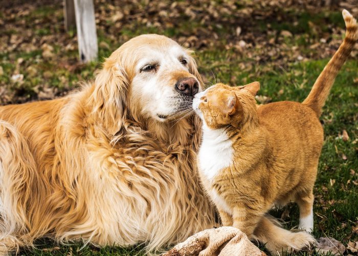 Adorabile immagine che raffigura un simpatico gatto e un cane che si salutano con curiosità e cordialità.